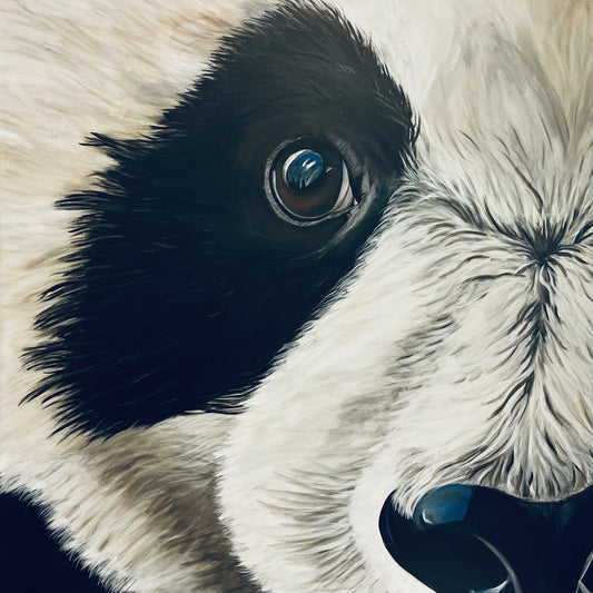 Panda Eye