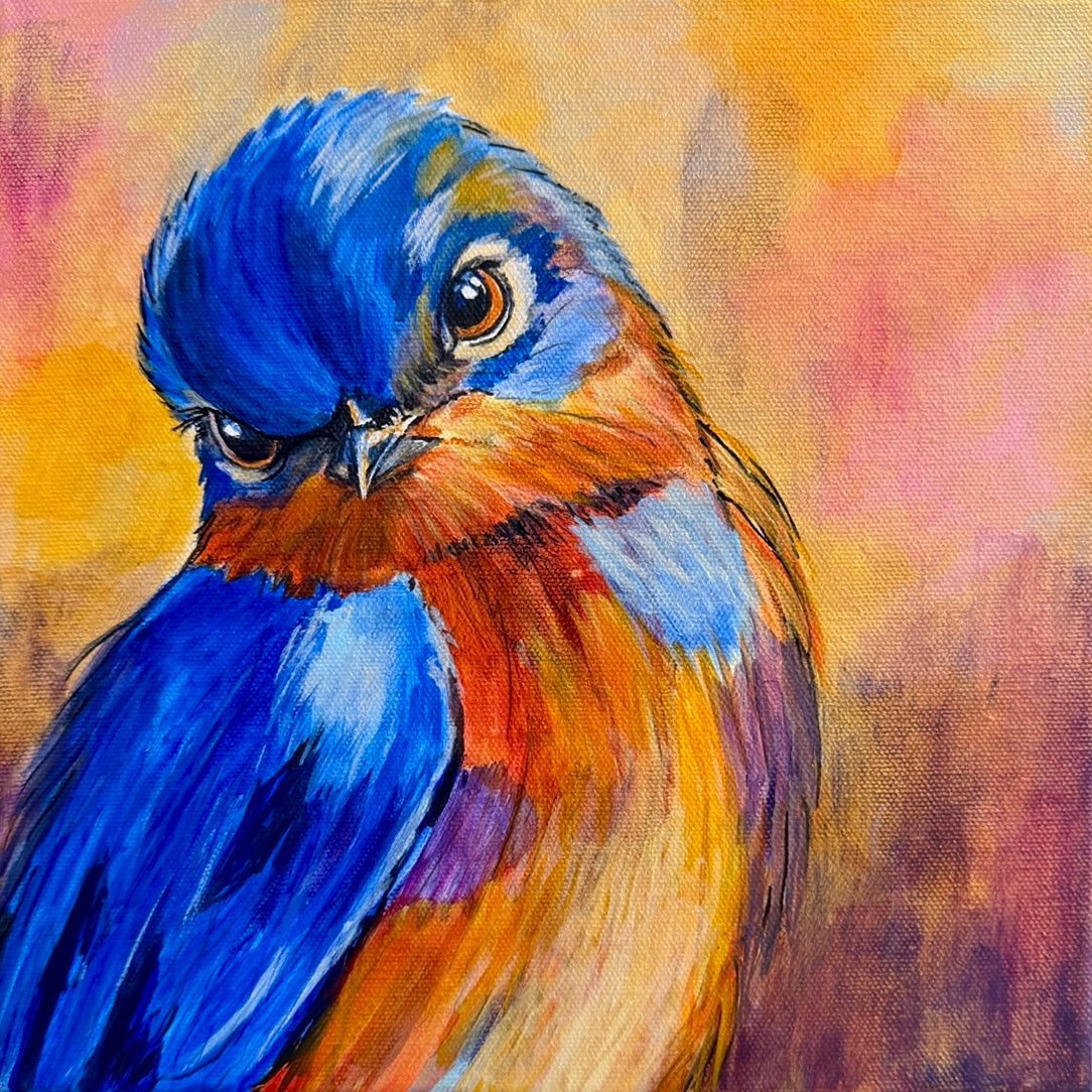 Curious Morning — Bluebird