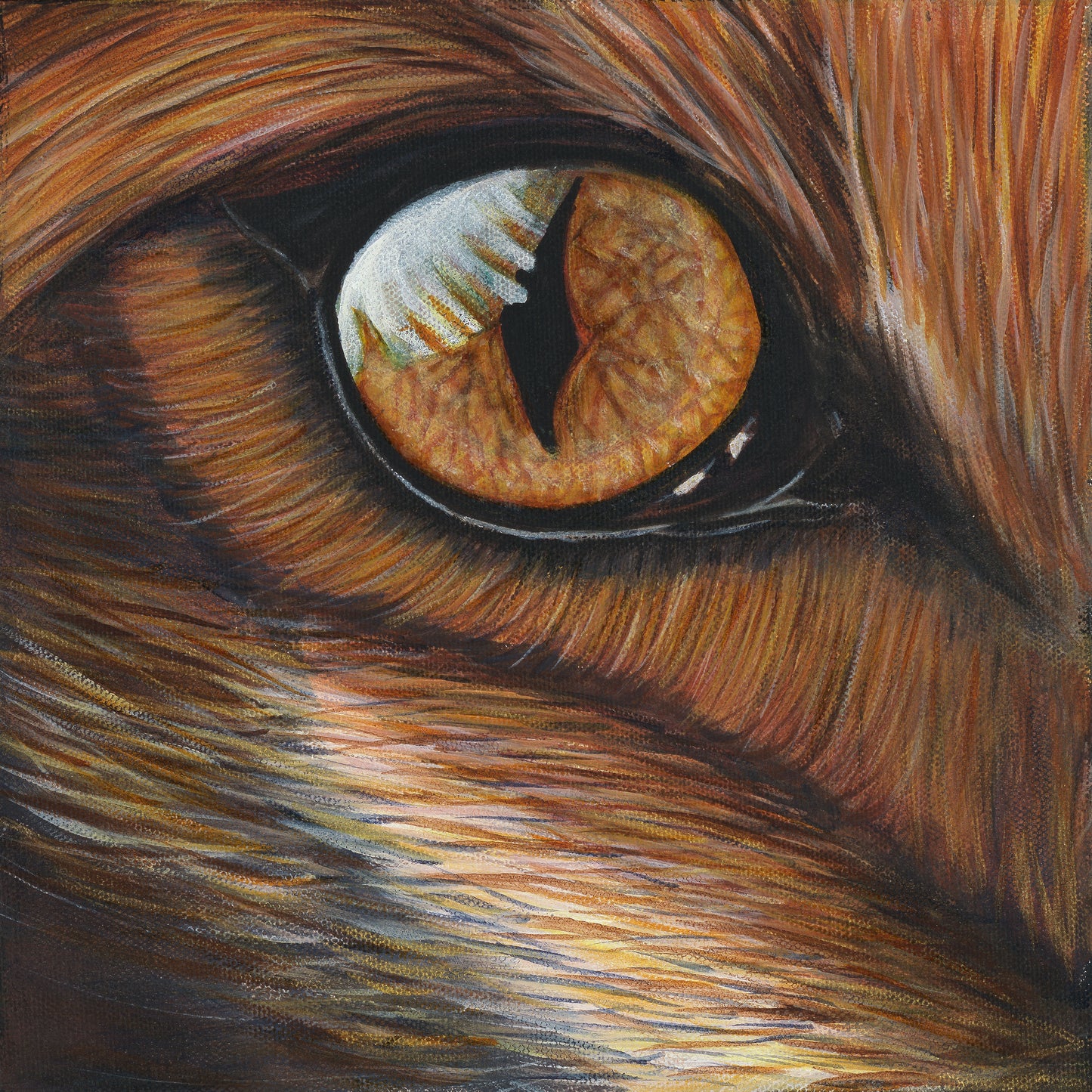 Fox Eye Framed Print 12”H x 12”W
