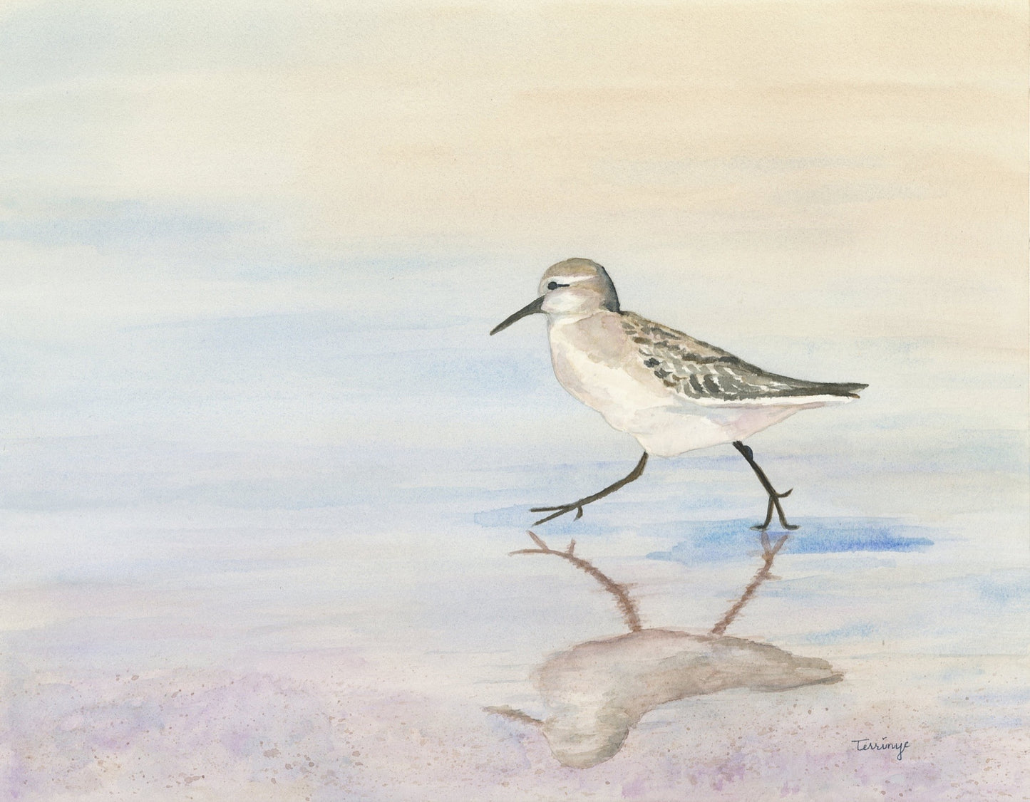 Sanderling